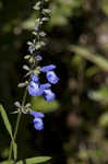 Azure blue sage